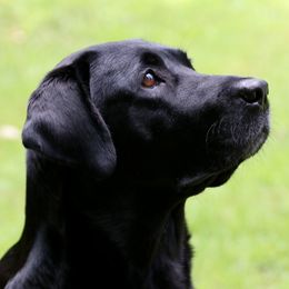 Luna - Labrador Retriever