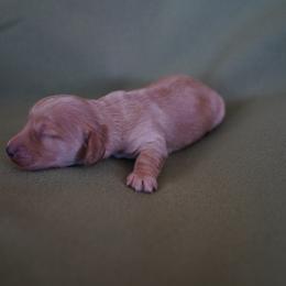 Michael - Red male Dachshund puppy in Quemado, New Mexico from TNT Dachshunds