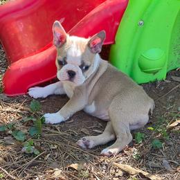 Girl 3 - Blue female Boston Terrier puppy in Griffin, Georgia from Celtic Performance Bostons