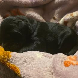 Boy 5 - Black male Giant Schnauzer puppy in Fraziers Bottom, West Virginia from Loyal Hearts Farm / RK's Dobermans