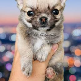 Chihuahua Puppies from Stardom Chihuahuas