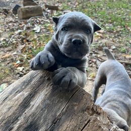 Jefferson - Cane Corso puppy from Reverence Cane Corso