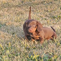 Morticia - Chocolate and tan female Dachshund puppy in Angola, Indiana from Heather's Dachshunds
