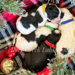 Australian Labradoodle, Cavapoo, and Goldendoodle Puppies from Deer Creek Labradoodles