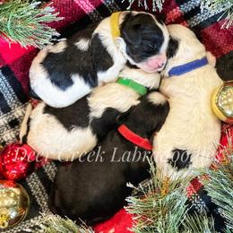 Australian Labradoodle, Cavapoo, and Goldendoodle Puppies from Deer Creek Labradoodles