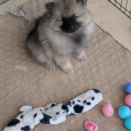 Pink collar - Black and silver female Keeshond puppy in Fayetteville, Tennessee from Erbekees-Keeshonden
