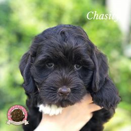 Australian Labradoodle Puppies from Rainbow Row Labradoodles