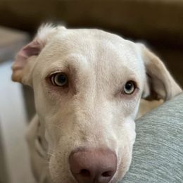 Labrador Retrievers from TRG Labradors