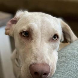 Labrador Retrievers from TRG Labradors