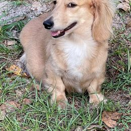 Buttercup - Dachshund