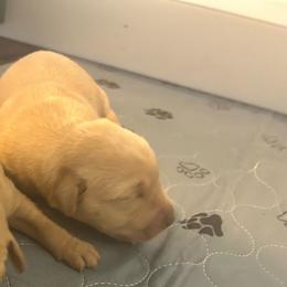 1st pick - Yellow male Labrador Retriever puppy in Four Oaks, North Carolina from TLC Retrievers