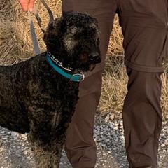 Archie - Double Doodle