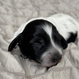 Girl 3 - Piebald female Dachshund puppy in Allenhurst, Georgia from B’s Dapper Dachshunds