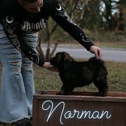 Neapolitan Mastiff and Tibetan Mastiff Puppies from Carolina Coastal Mastinos