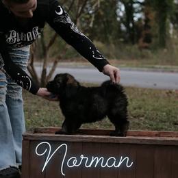 Neapolitan Mastiff and Tibetan Mastiff Puppies from Carolina Coastal Mastinos