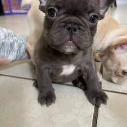 French Bulldog Puppies from MaFrenchiesBadandBoujee