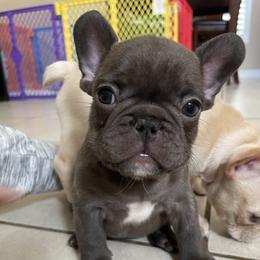 French Bulldog Puppies from MaFrenchiesBadandBoujee