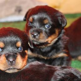 Male 1 - Black and mahogany male Rottweiler puppy in Massachusetts from Von Gogginhaus Rottweilers