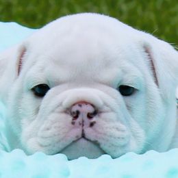 RONNIE - Bulldog puppy from MS Magnolia Bulldogs