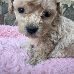 Coco - Apricot female Cavapoo puppy in Camden, Michigan from FurEver Friends Finder
