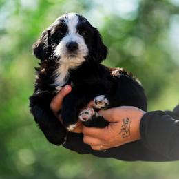 Tracker - male Australian Mountain Doodle puppy in Cortez, Colorado from Sassy Pants Pups