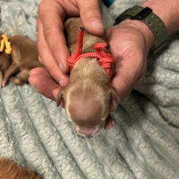 Goldendoodle Puppies from Lasting Legacy Family Dogs