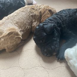 Poodle Puppies from Sweet Country Standards