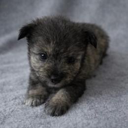 Ash - Salt and pepper male Miniature Schnauzer puppy in Oklahoma City, Oklahoma from L & R Miniature Schnauzers