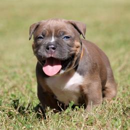 Eli - Blue tri-color male American Bully puppy in Easton, Maryland from Night Court Bullies