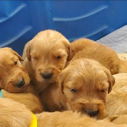 Golden Retriever Puppies from Bliss Creek Goldens