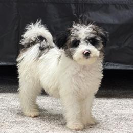 Oreo - Parti male Goldendoodle puppy in Woodburn, Indiana from Lengachers Cuddly Doods