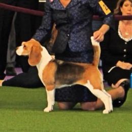 Samantha - Beagle
