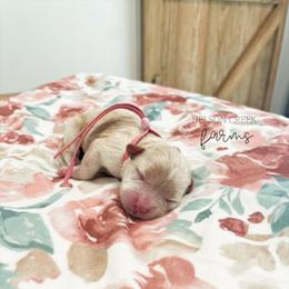 Pink - Apricot female Maltipoo puppy in Huntsville, Texas from Nelson Creek Farms