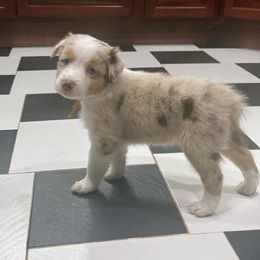 Diva - Red merle female Australian Shepherd puppy in Tallahassee, Florida from H&H Red Gate Farm