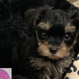 Morkies and Yorkipoos from Monroe's Purrfect Puppies