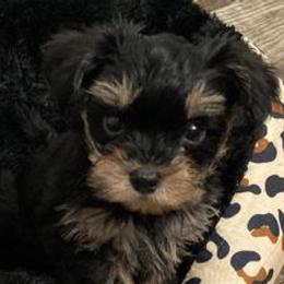 Morkies and Yorkipoos from Monroe's Purrfect Puppies
