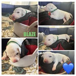 Blaze - White and black male Dalmatian puppy in Des Moines, Iowa from Spot Splattered Dalmatians