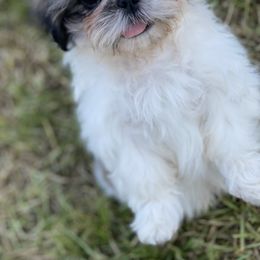 Shih Tzu Puppies from Willow Lane Shih Tzus