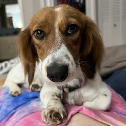 Liesl - Dachshund