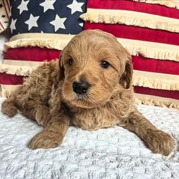Oak - Red  male Goldendoodle puppy in Gunnison, Utah from Curls and Camo Pups