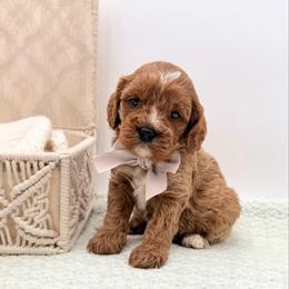 Nugget - Red male Cavapoo puppy in Melissa, Texas from Southern Love Cavapoos & Maltipoos