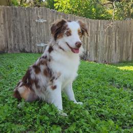 Caly - Miniature Australian Shepherd