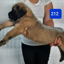 AKC PUP 212 - Fawn male Mastiff puppy in Ava, Missouri from Ozark Mountain Mastiffs