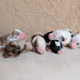 Aussiedoodle and Goldendoodle Puppies from Ever After Doodles Arizona