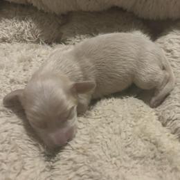 S'mores - Fawn (isabella) and cream male Dachshund puppy in Dobson, North Carolina from Oakleys Dachshund Haven