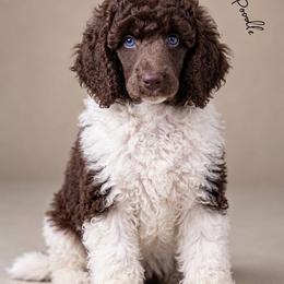 Angelina (Service Dog Prospect) - Parti female Poodle puppy in Spring Hills, Florida from The Olympus Standard Poodle