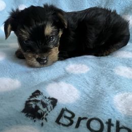 Boy 1 - Black and gold male Yorkshire Terrier puppy in Pomona, California from Cristian's Yorkshire Terriers