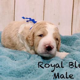 Royal Blue - Parti male Goldendoodle puppy in Maryville, Tennessee from Twin City Doodles