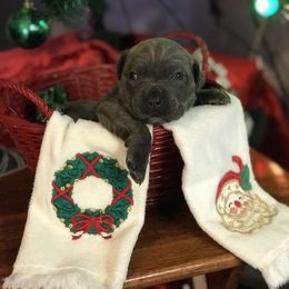 Cane Corso and Lowchen Puppies from High Royal Kennel