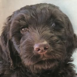 Australian Labradoodle Puppies from Chickadee Labradoodles